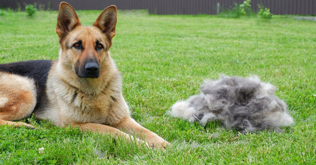 Controlling Your German Shepherds Shedding With The King Komb