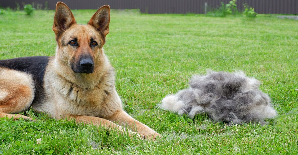 German Shepherd Shedding: How Much Do German Shepherds Shed?