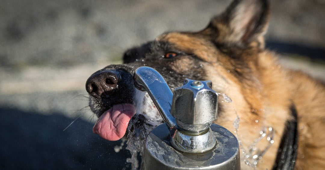 Cooling Tips for German Shepherds: How to Beat the Heat in Hot Weather