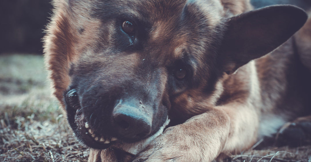 Destructive Chewing: Advanced Strategies to Redirect and Manage Your German Shepherd's Behavior