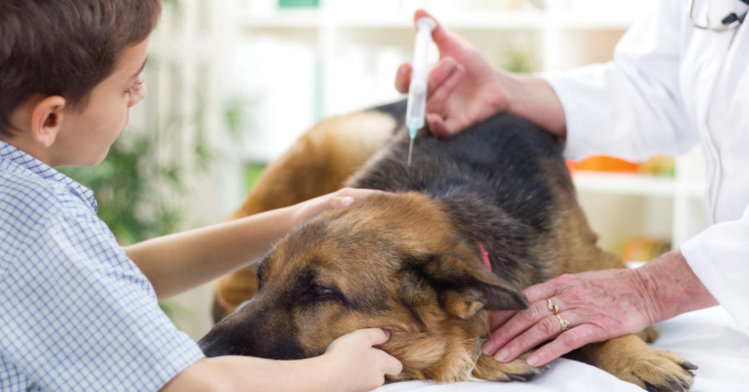 Different Dog Vaccines and Why Your Dog Needs Them