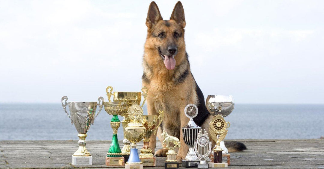 Different German Shepherd Working Titles And What They Mean