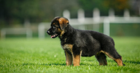 Dog Park Etiquette For German Shepherd Owners: Guidelines For A Positive And Safe Dog Park Experience