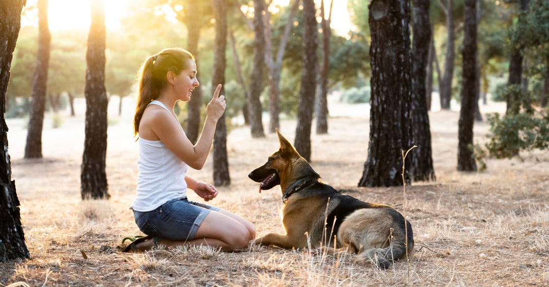 Dog Training Positive Vs. Negative Reinforcement Made Simple