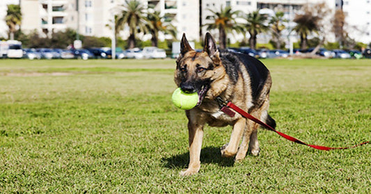 How to Teach Your German Shepherd Dog to Drop an Object