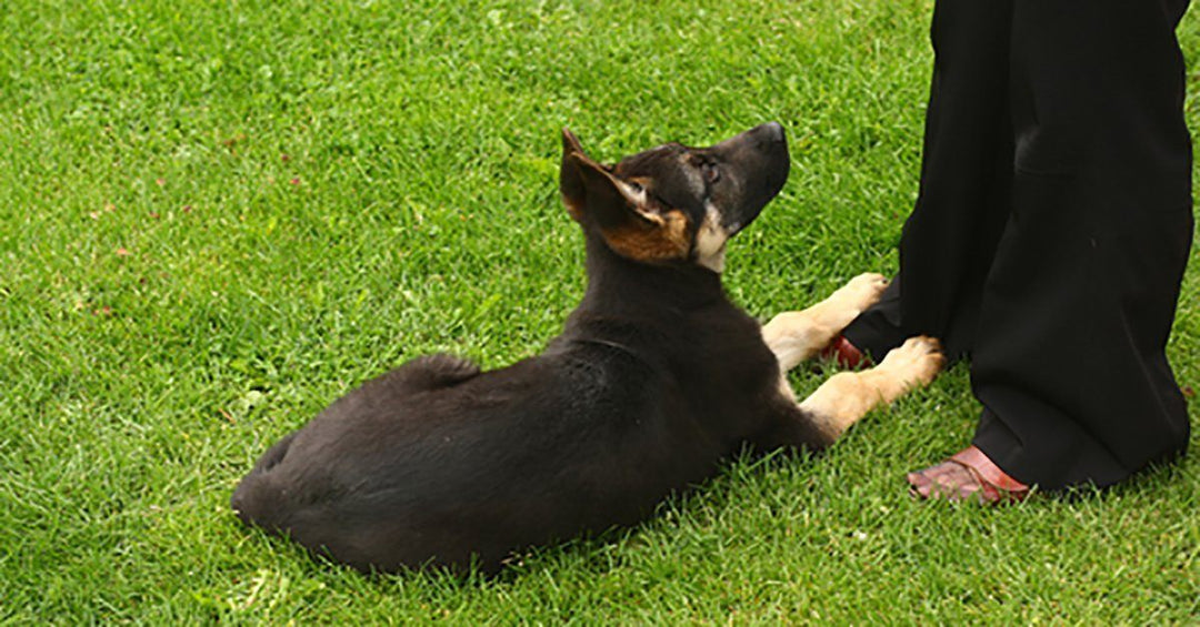 Early Puppy Training Tips For Success