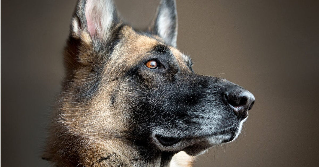 Easing Joint Pain In Senior German Shepherds