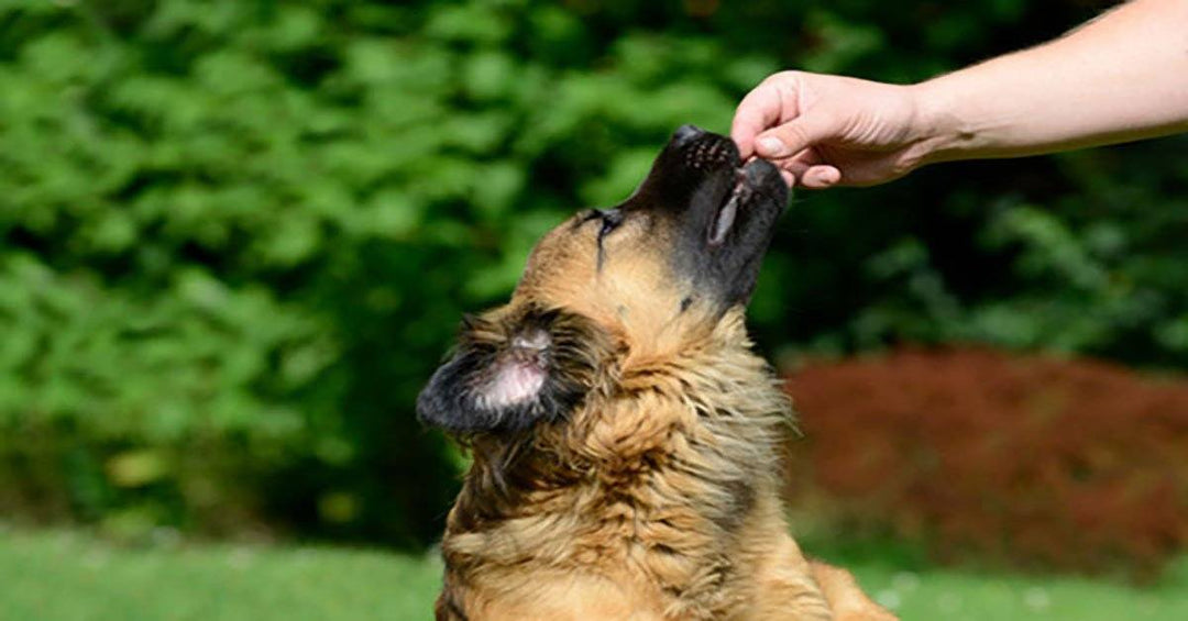 Easy Does It: Teaching Your German Shepherd to Take Treats Nicely