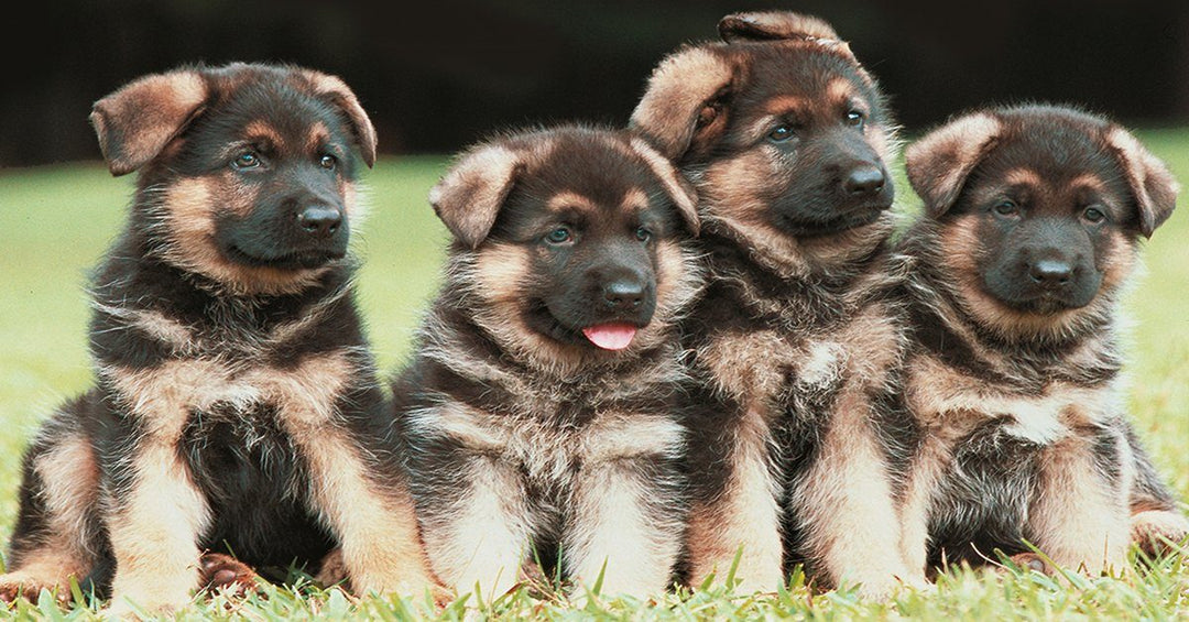 Embrace These 7 Traits Or Don’t Get A German Shepherd