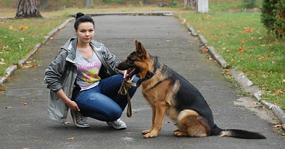 Embrace These Traits Or Don’t Get A German Shepherd