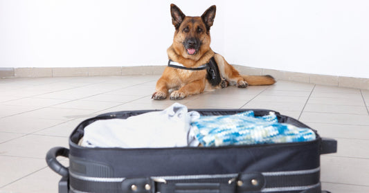 Emergency Preparedness: Creating A Disaster Plan For Your Dog's Safety and Well-Being