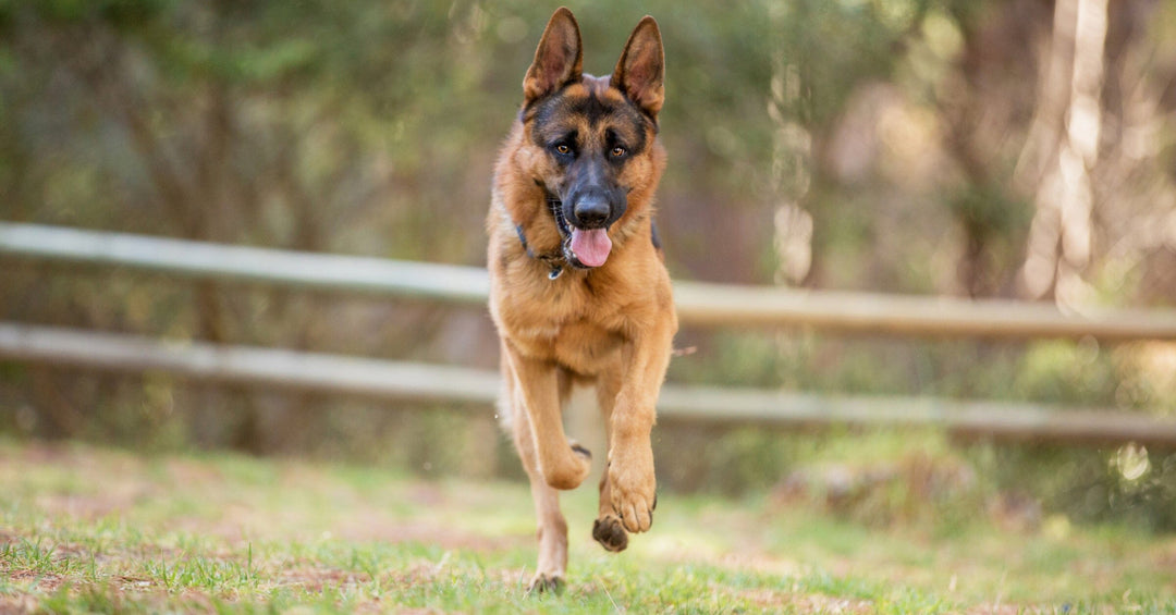 Emergency Recall Training: Ensuring Your German Shepherd Comes When Called, No Matter What