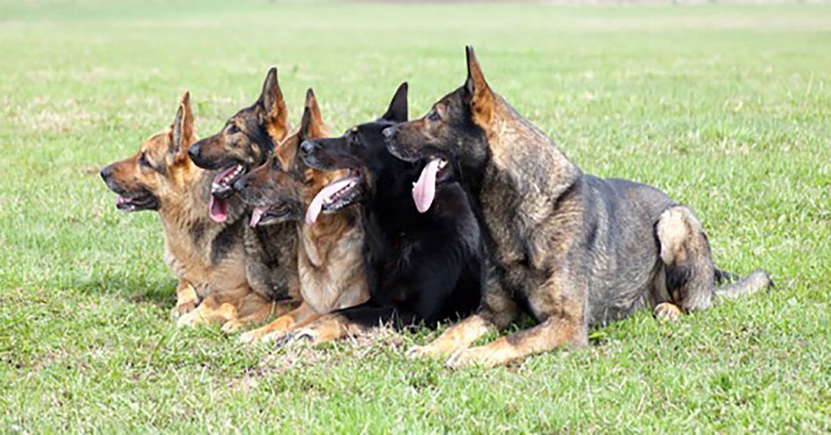 Every Interaction Counts: Continuous Training with Your German Shepherd ...