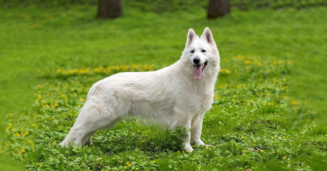 Everything You Need To Know About The White German Shepherd