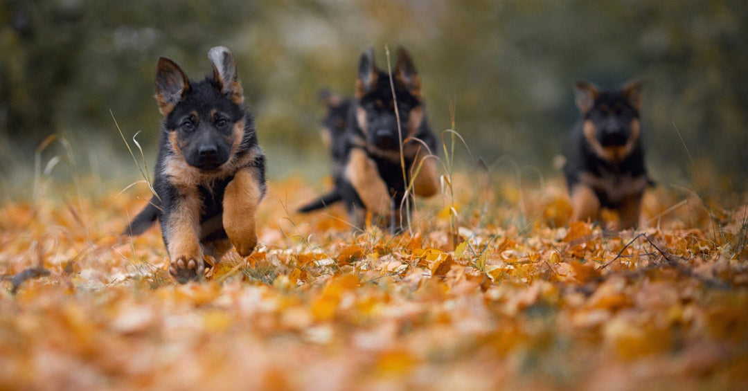 Fall Activities for Dogs: Making the Most of the Season