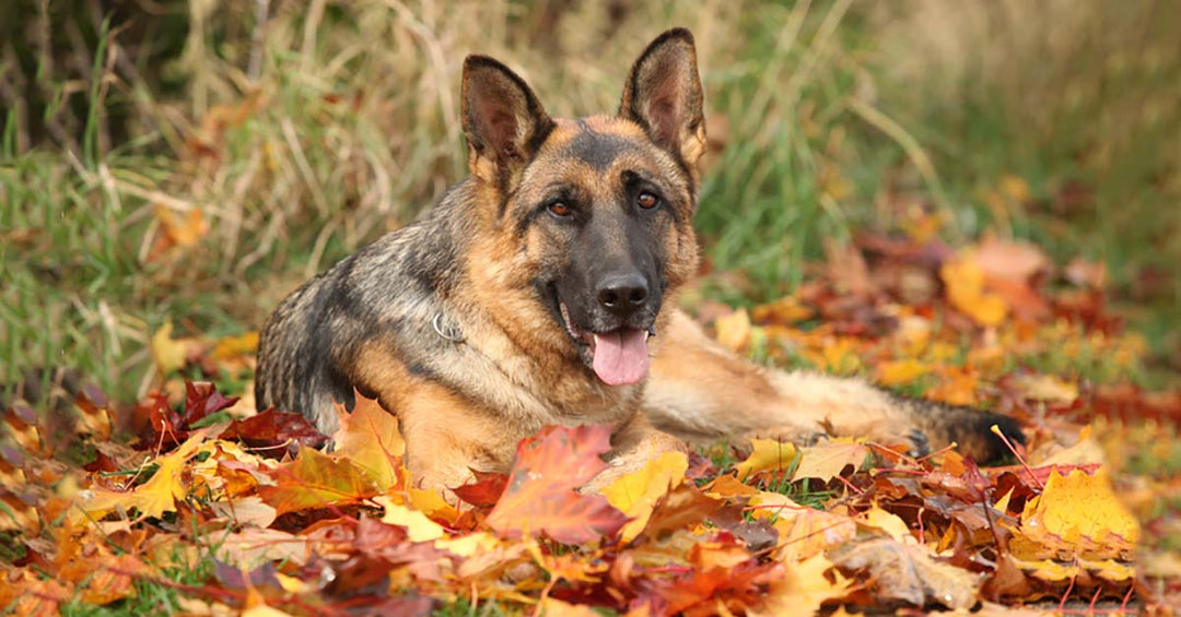 Fall Fruits And Vegetables That Are Good For Dogs