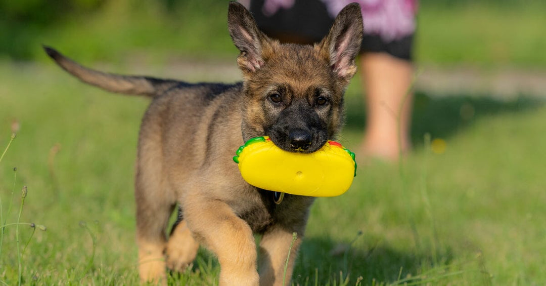 Fostering Social Skills In Puppies: Essential Early Training To Ensure Your German Shepherd Puppy Grows Into A Well-Adjusted Adult Dog