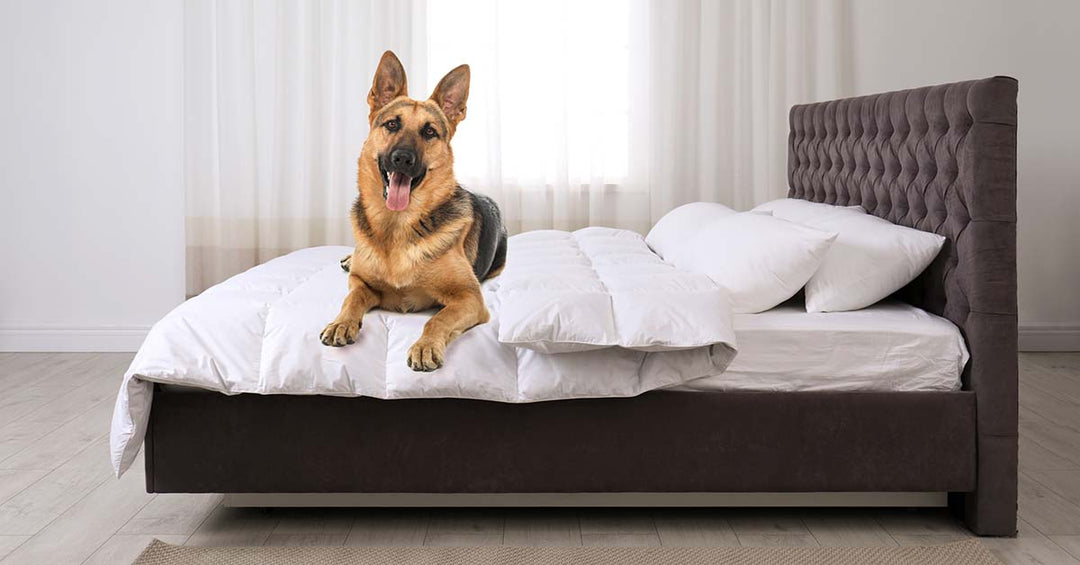 Free Pet Friendly Hotels & Some That Charge A Fee