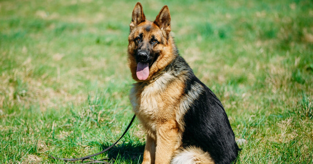 German Shepherd Allergies: Identifying And Managing Common Allergic Reactions In Dogs