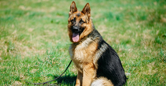 Blog About German Shepherd Dogs - German Shepherd Shop