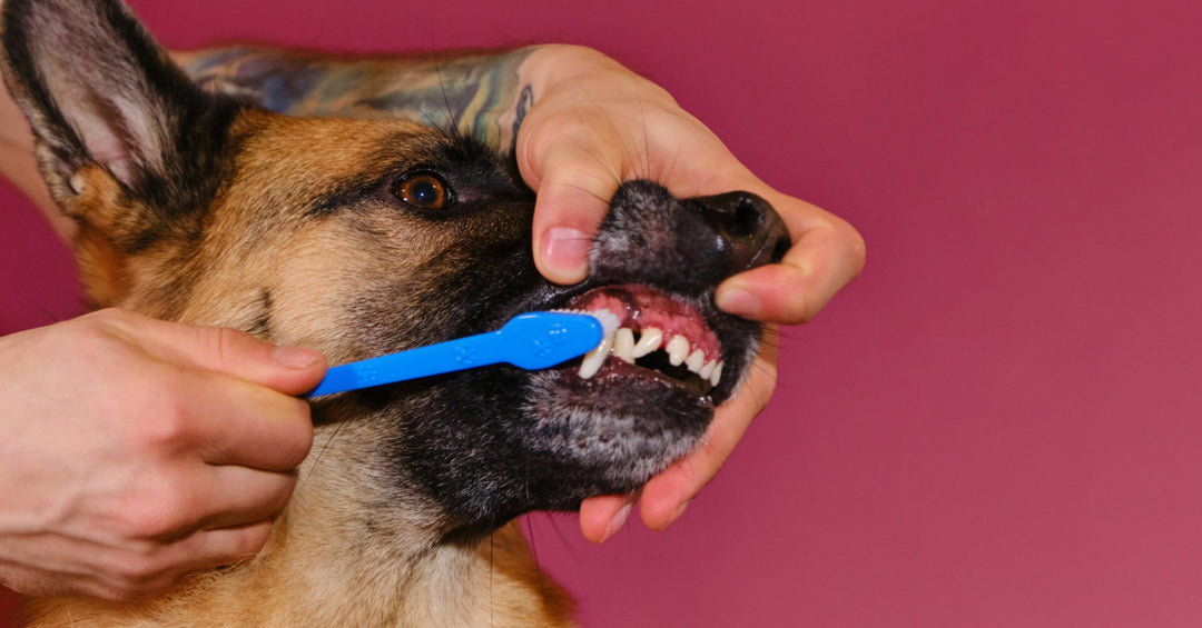 German Shepherd Dental Health: Preventing Dental Problems and Maintaining Oral Hygiene