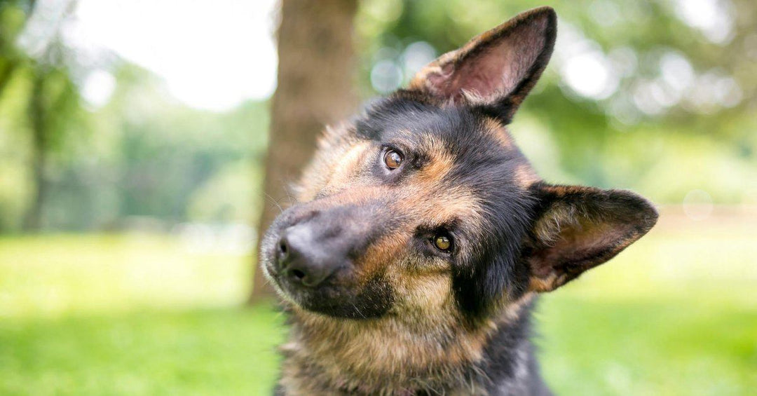 German Shepherd Head Tilts, What Do They Mean?