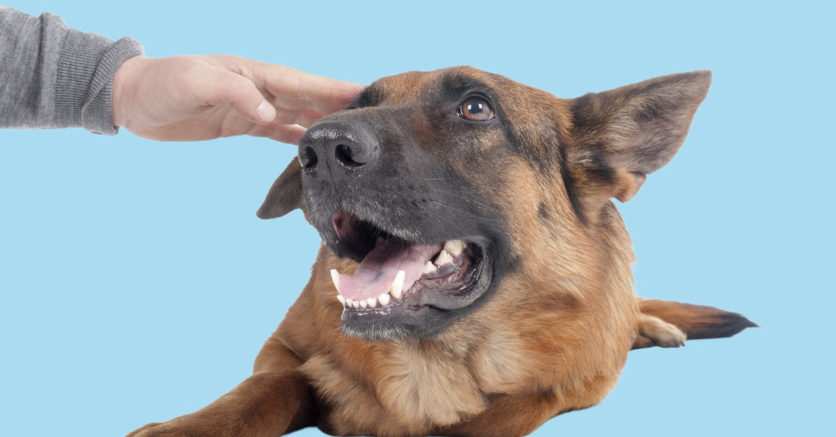 German Shepherd Health Check | Monthly Wellness Routine for Dogs ...