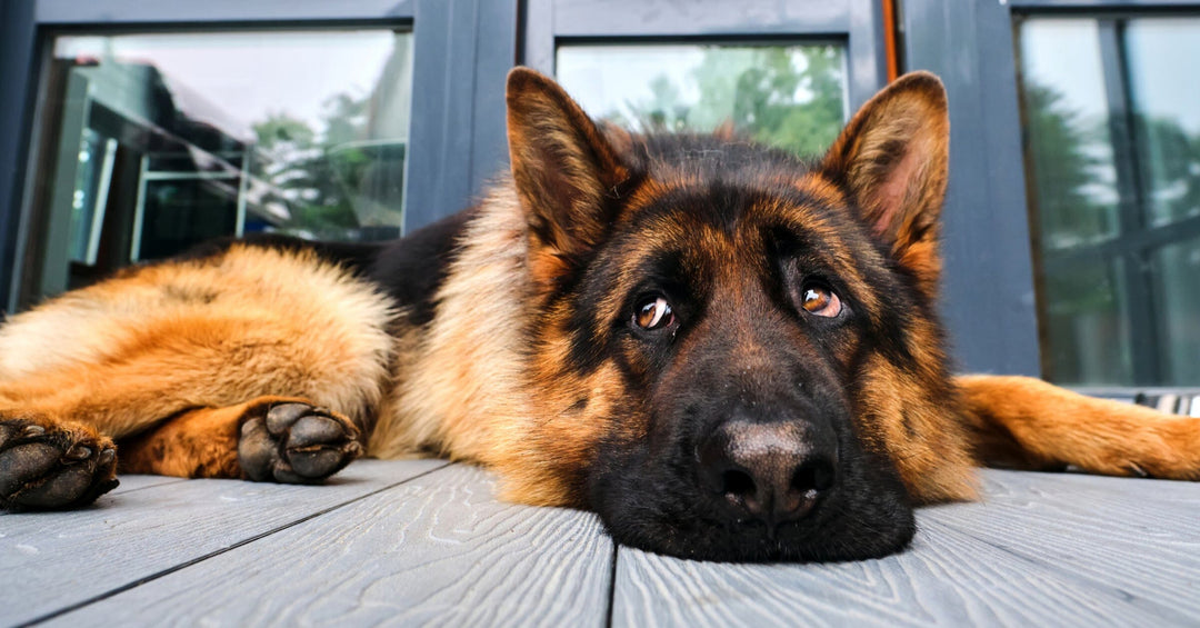 German Shepherd Home Alone: Preventing Boredom And Anxiety