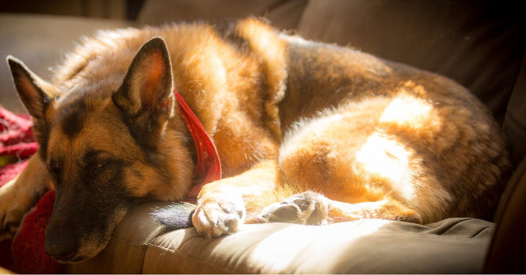 German Shepherd Noise Sensitivity: Helping Dogs Cope with Loud Sounds