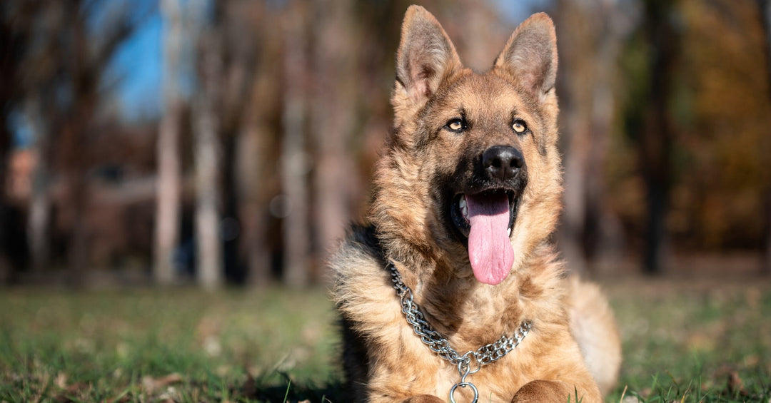 German Shepherd Shedding: Managing Seasonal Coat Blows and Reducing Allergens in the Home