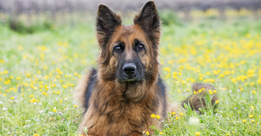 German Shepherd Vocalizations: Interpreting Barks, Whines, And Growls To Understand Your Dog's Communication