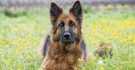 German Shepherd Vocalizations: Interpreting Barks, Whines, And Growls To Understand Your Dog's Communication