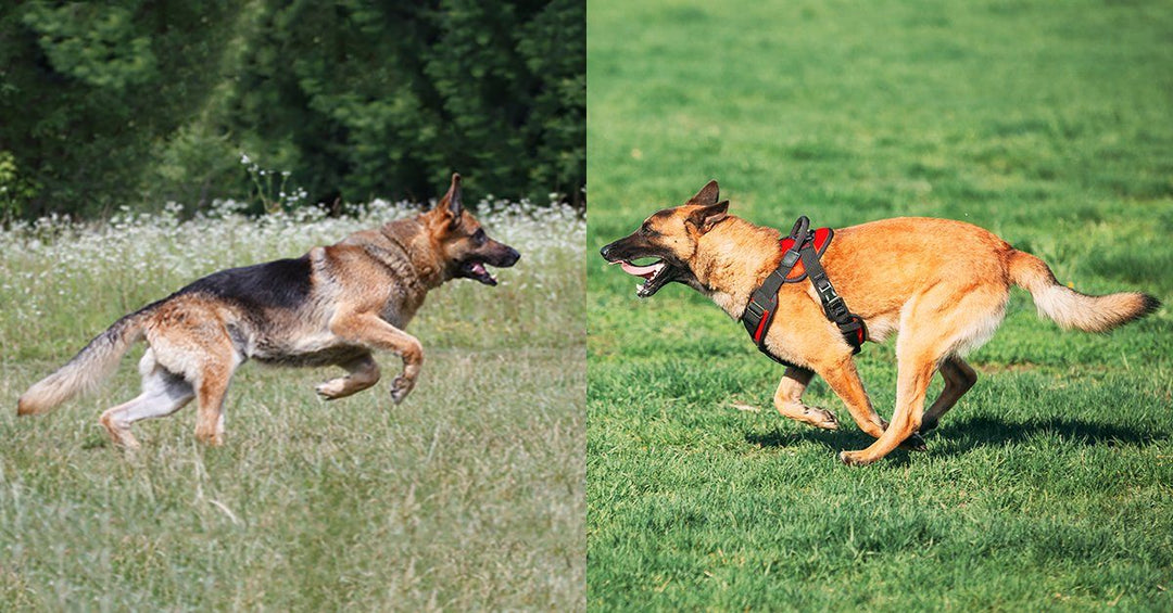 German Shepherd vs Belgian Malinois - What's the Difference?