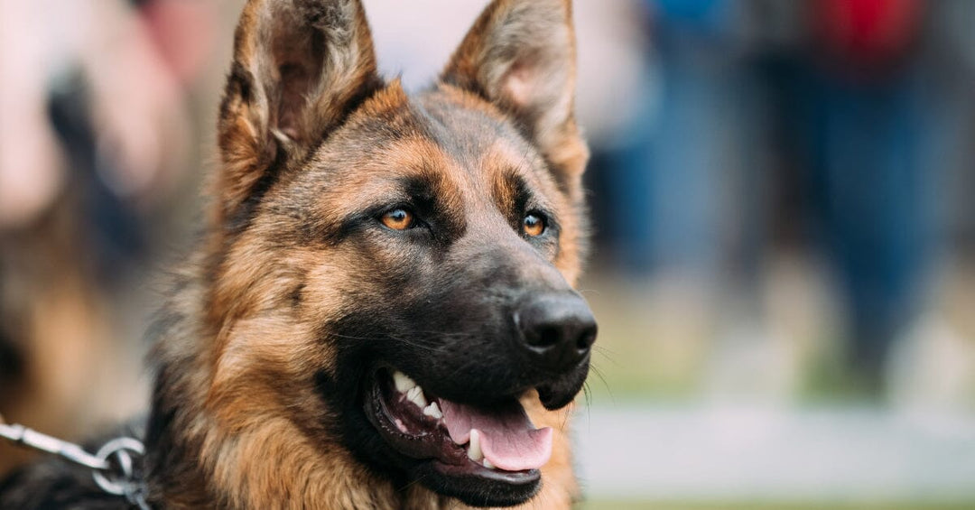 Holistic Health Care For German Shepherds: Exploring Alternative Therapies And Practices