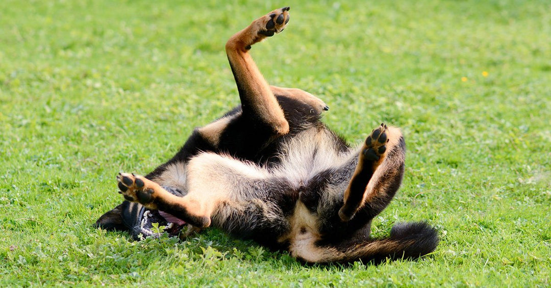 Homemade Dog Shampoo For Itchy Skin