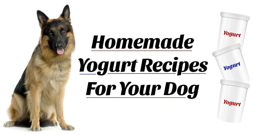 Homemade Yogurt Recipes For Your Dog