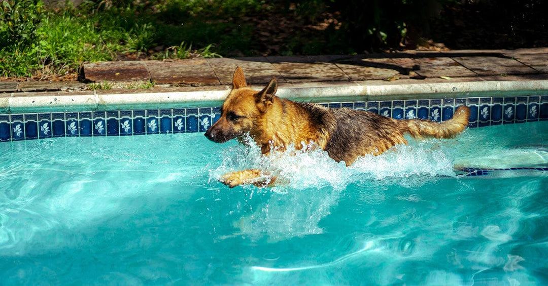 How And When To Teach Your Dog To Start Swimming