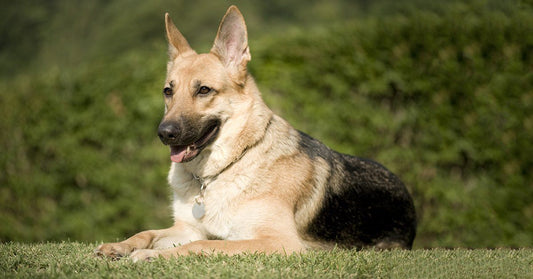 How Dogs Learn: The Secrets Of Dog Psychology