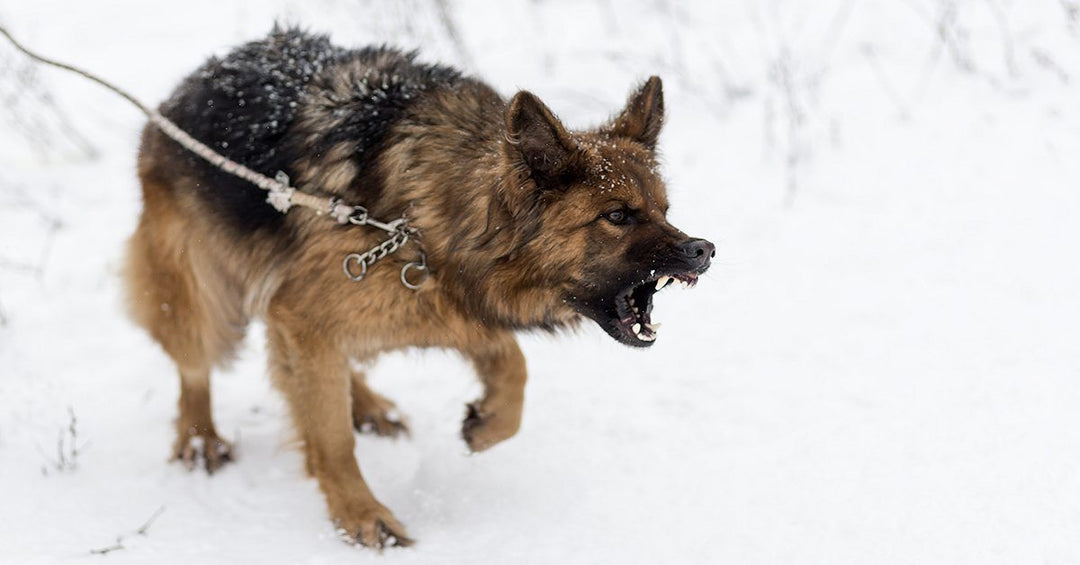 How German Shepherds Become Overprotective And How To Prevent It