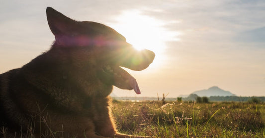 How Hot Is Too Hot To Walk Your German Shepherd?