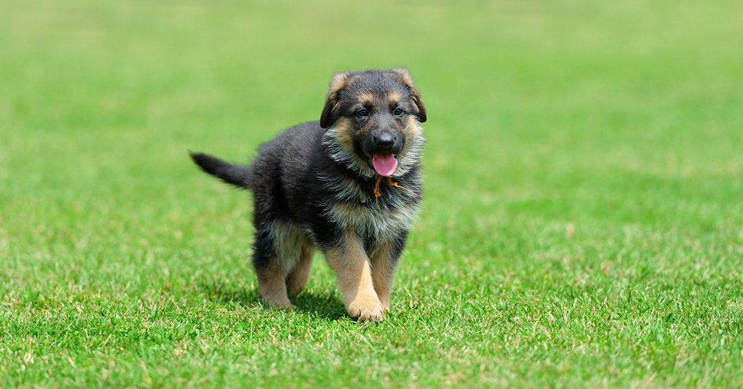 How Much Exercise Does My German Shepherd Puppy Need?