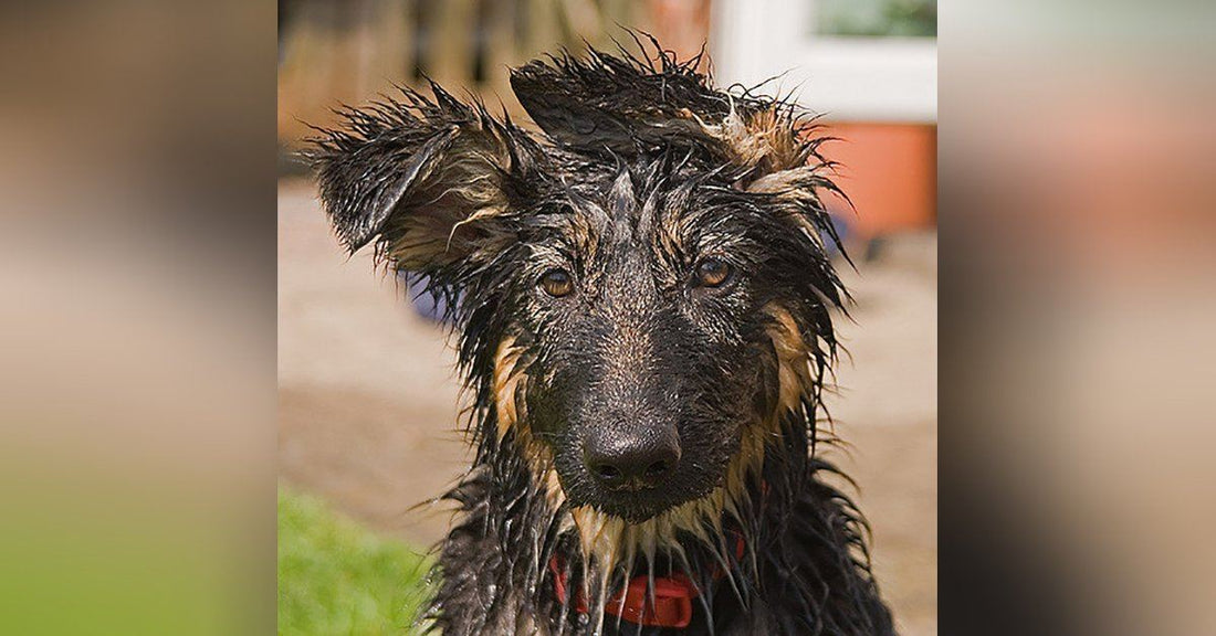 How To Bathe A Dog That Hates Baths