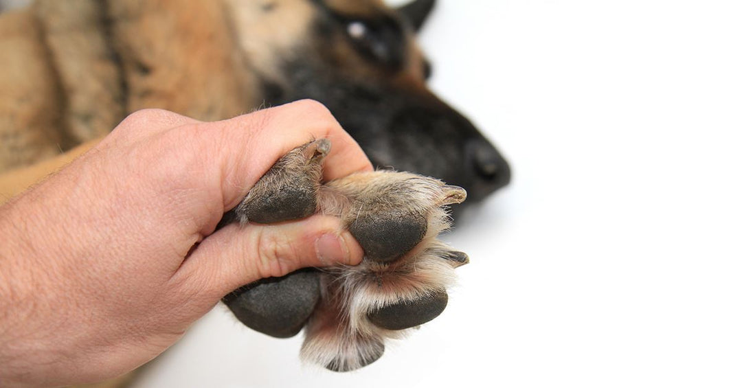 How To Care For Your Dog’s Paws