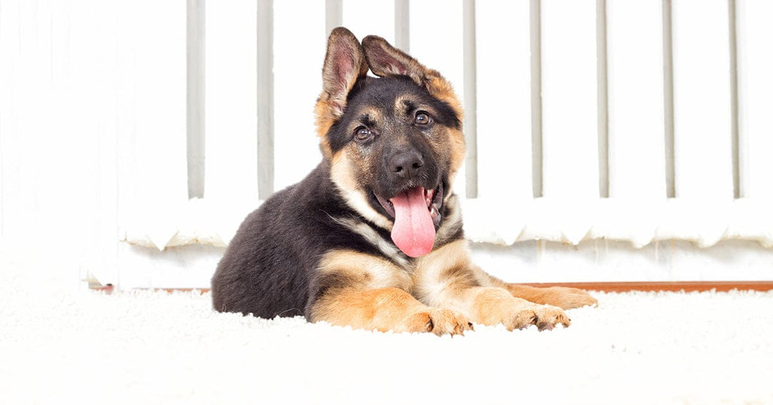 How To Clean Dog Poop Off Your Carpet