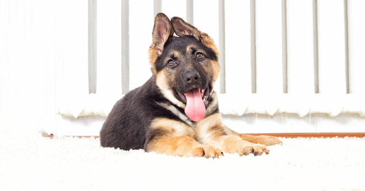How To Clean Dog Poop Off Your Carpet