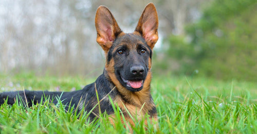 German shepherd best sale ear cleaner