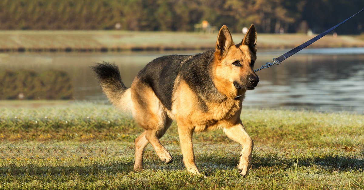 Mastering Leash Control: Guide To A Well-Behaved Dog Walk – German ...