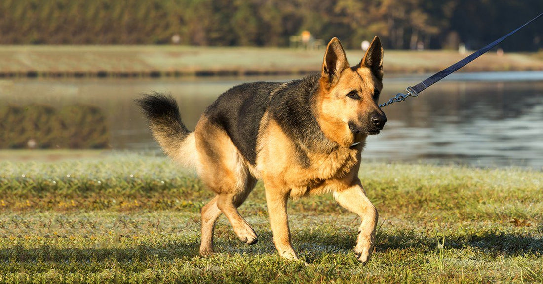 How To Control A Dog On A Leash