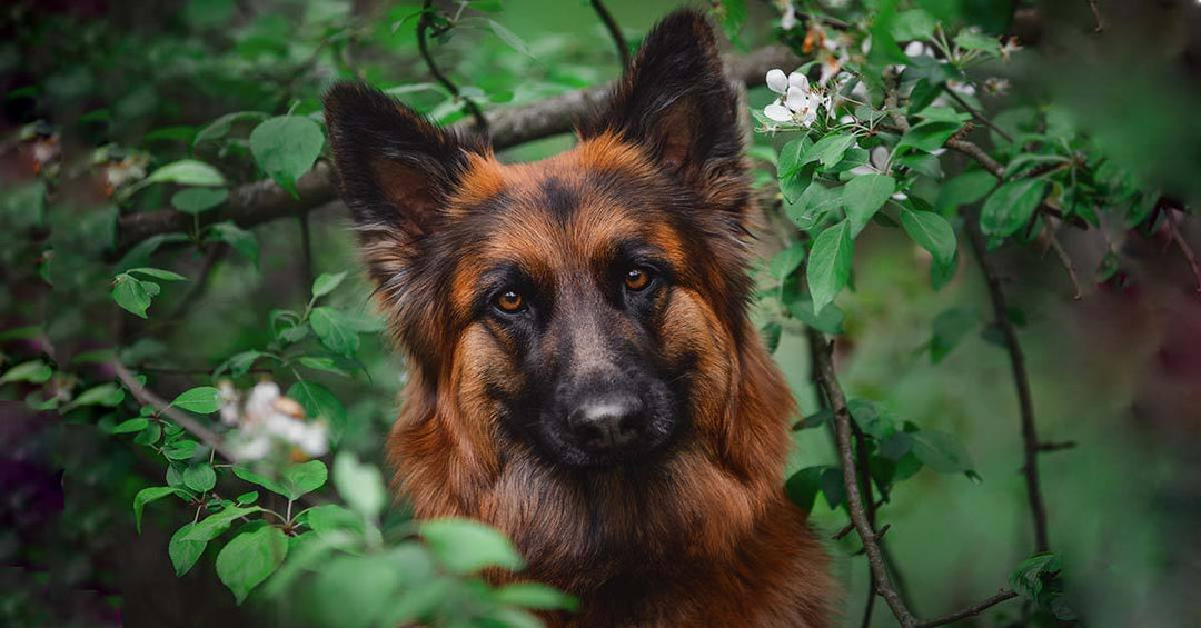 How To Cover The Scent Of A Dog In Heat