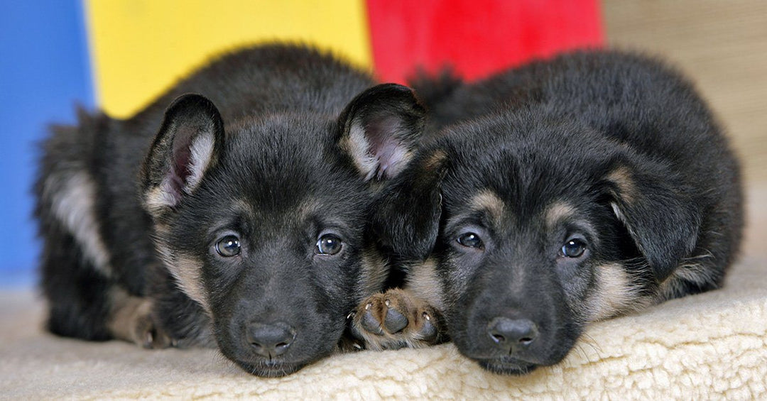 How To Crate Train A Puppy